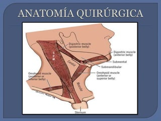 ANATOMÍA QUIRÚRGICA 