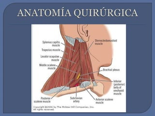 ANATOMÍA QUIRÚRGICA 