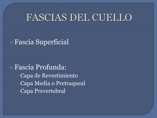 FASCIAS DEL CUELLOFascia SuperficialFascia Profunda:Capa de RevestimientoCapa Media o PretraquealCapa Prevertebral