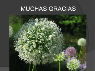 MUCHAS GRACIAS
 