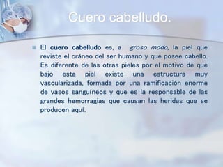 Cuero cabelludo.
 El cuero cabelludo es, a groso modo, la piel que
reviste el cráneo del ser humano y que posee cabello.
Es diferente de las otras pieles por el motivo de que
bajo esta piel existe una estructura muy
vascularizada, formada por una ramificación enorme
de vasos sanguíneos y que es la responsable de las
grandes hemorragias que causan las heridas que se
producen aquí.
 