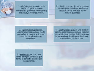 1.- Piel: delgada, excepto en la
región occipital; contiene
numerosas glándulas sudoríparas y
sebáceas, y folículos pilosos.
2.- Tejido conectivo: forma la gruesa y
densa capa subcutánea, ricamente
vascularizada e inervada por los
nervios cutáneos.
3.- Aponeurosis epicraneal.
Lamina tendinosa ancha y fuerte
que cubre la calvaría y sirve de
inserción para los vientres
musculares.
4.- Tejido areolar laxo: es una capa de
aspecto esponjoso que incluye espacios
potenciales que pueden distenderse por
la presencia de líquidos resultantes de
traumatismo o infecciones.
5.- Pericráneo: es una capa
densa de tejido conectivo que
forma el periostio externo del
neurocraneo.
 