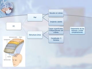 CC
Piel
Recubre el cráneo
Implanta cabello
Estructura única
Capas superficiales:
Independientes del
cráneo.
Tratamiento de las
lesiones y evitar
complicaciones.
Constituido: 5
Estratos
 