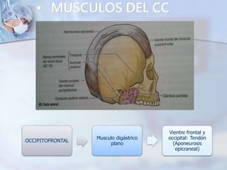 • MUSCULOS DEL CC
OCCIPITOFRONTAL
Musculo digástrico
plano
Vientre frontal y
occipital: Tendón
(Aponeurosis
epicraneal)
 