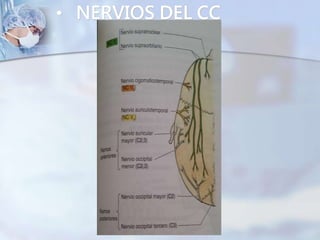 • NERVIOS DEL CC
 