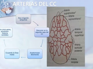 • ARTERIAS DEL CC
Rica irrigación
sanguínea
Discurren en la
segunda capa del
CC
Anastomosan
libremente
Cruzando la línea
media
on cinco pares,
provienen:
Sistema
carotideo
 