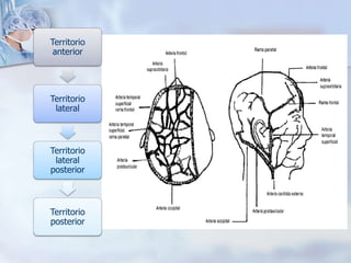 Territorio
anterior
Territorio
lateral
Territorio
lateral
posterior
Territorio
posterior
 