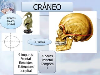 CRÁNEO
Kraneos
(casco,
yelmo)
4 impares
Frontal
Etmoides
Esfenoides
occipital
4 pares
Parietal
Tempora
l
8 Huesos
 