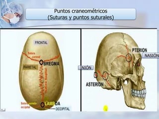 NASIÓN
INIÓN
Puntos craneométricos
(Suturas y puntos suturales)
 