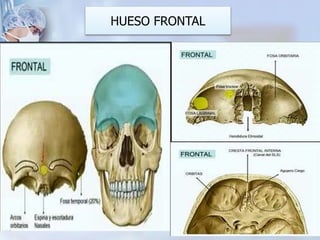 HUESO FRONTAL
 