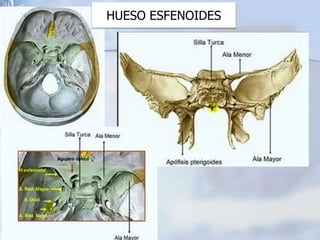 HUESO ESFENOIDES
 