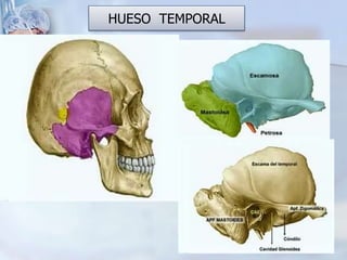HUESO TEMPORAL
 