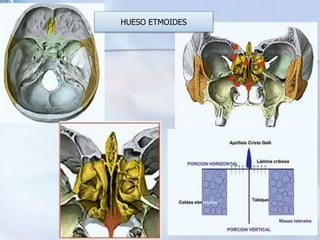 HUESO ETMOIDES
 