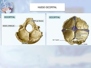 HUESO OCCIPITAL
 