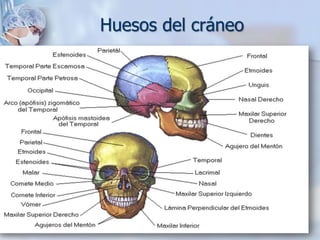 Huesos del cráneo
 