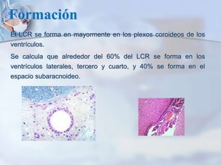 Formación
El LCR se forma en mayormente en los plexos coroideos de los
ventrículos.
Se calcula que alrededor del 60% del LCR se forma en los
ventrículos laterales, tercero y cuarto, y 40% se forma en el
espacio subaracnoideo.
 