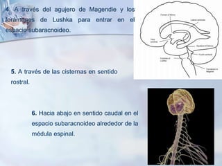 4. A través del agujero de Magendie y los
forámenes de Lushka para entrar en el
espacio subaracnoideo.
6. Hacia abajo en sentido caudal en el
espacio subaracnoideo alrededor de la
médula espinal.
5. A través de las cisternas en sentido
rostral.
 