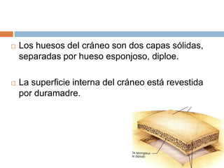    Los huesos del cráneo son dos capas sólidas,
    separadas por hueso esponjoso, diploe.

   La superficie interna del cráneo está revestida
    por duramadre.
 