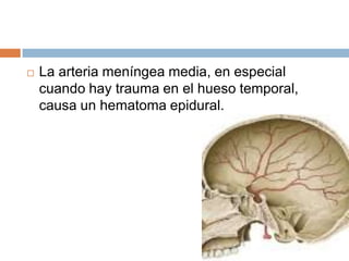    La arteria meníngea media, en especial
    cuando hay trauma en el hueso temporal,
    causa un hematoma epidural.
 