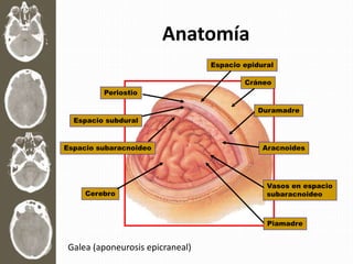 Anatomía
Duramadre
Cráneo
Espacio epidural
AracnoidesEspacio subaracnoideo
Vasos en espacio
subaracnoideo
Piamadre
Cerebro
Periostio
Espacio subdural
Galea (aponeurosis epicraneal)
 