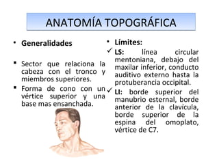 ANATOMÍA TOPOGRÁFICAANATOMÍA TOPOGRÁFICA
• Generalidades
 Sector que relaciona la
cabeza con el tronco y
miembros superiores.
 Forma de cono con un
vértice superior y una
base mas ensanchada.
• Límites:
 LS: línea circular
mentoniana, debajo del
maxilar inferior, conducto
auditivo externo hasta la
protuberancia occipital.
 LI: borde superior del
manubrio esternal, borde
anterior de la clavícula,
borde superior de la
espina del omoplato,
vértice de C7.
 