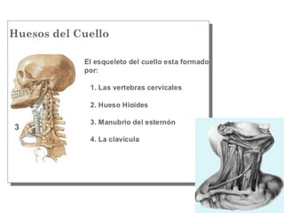 Trauma cuello 