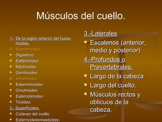 Músculos del cuello.
1.-1.- De la región anterior del huesoDe la región anterior del hueso
hioides.hioides.
A.- Suprahioideo.A.- Suprahioideo.
 DigástricoDigástrico
 EstilohioideoEstilohioideo
 MilohioideoMilohioideo
 GenihioideoGenihioideo
B.- Infrahioideo.B.- Infrahioideo.
 EsternohioideoEsternohioideo
 OmohioideoOmohioideo
 EsternotiroideoEsternotiroideo
 Tiroideo.Tiroideo.
2.- Superficiales.2.- Superficiales.
 Cutáneo del cuello.Cutáneo del cuello.
 Esternocleidomastoideo.Esternocleidomastoideo.
3.-Laterales3.-Laterales
 Escalenos (anterior,Escalenos (anterior,
medio y posterior)medio y posterior)
4.-Profundos o4.-Profundos o
Prevertebrales.Prevertebrales.
 Largo de la cabezaLargo de la cabeza
 Largo del cuello.Largo del cuello.
 Músculos rectos yMúsculos rectos y
oblicuos de laoblicuos de la
cabeza.cabeza.
 