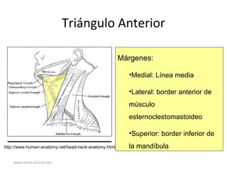 www.reeme.arizona.edu
Triángulo Anterior
Márgenes:
•Medial: Línea media
•Lateral: border anterior de
músculo
esternoclestomastoideo
•Superior: border inferior de
la mandíbulahttp://www.human-anatomy.net/head-neck-anatomy.html
 