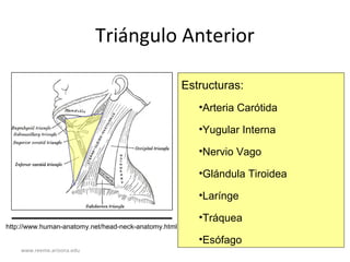 www.reeme.arizona.edu
Triángulo Anterior
Estructuras:
•Arteria Carótida
•Yugular Interna
•Nervio Vago
•Glándula Tiroidea
•Larínge
•Tráquea
•Esófago
http://www.human-anatomy.net/head-neck-anatomy.html
 