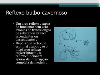 Reflexo bulbo-cavernoso
• Um arco reflexo , capaz
de funcionar sem usar
axônios de tratos longos
de substancia branca
ascendentes ou
descendentes .
• Depois que o choque
espinhal acabou , se o
nível arco reflexo
estiver intacto , o
reflexo funcionará
apesar da interrupção
completa da medula .
 