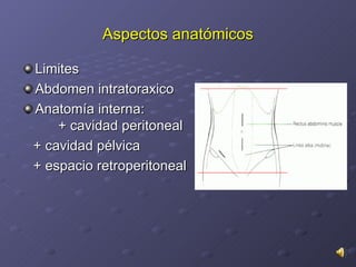 Aspectos anatómicos Limites Abdomen intratoraxico Anatomía interna:  + cavidad peritoneal + cavidad pélvica + espacio retroperitoneal  