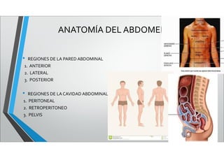 ANATOMÍA DEL ABDOMEN
• REGIONES DE LA PARED ABDOMINAL
1. ANTERIOR
2. LATERAL
3. POSTERIOR
• REGIONES DE LA CAVIDAD ABDOMINAL
1. PERITONEAL
2. RETROPERITONEO
3. PELVIS
 