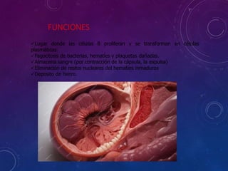 Lugar donde las células B proliferan y se transforman en células
plasmáticas.
Fagocitosis de bacterias, hematíes y plaquetas dañadas.
Almacena sangre (por contracción de la cápsula, la expulsa)
Eliminación de restos nucleares del hematíes inmaduros
Deposito de hierro.
FUNCIONES
 