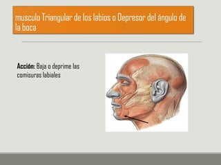musculo Triangular de los labios o Depresor del ángulo de
la boca
Acción: Baja o deprime las
comisuras labiales
 