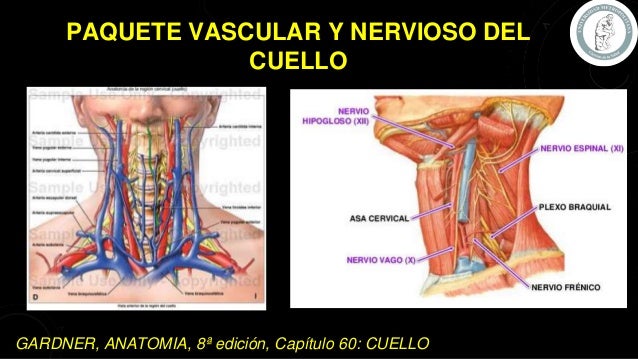 Paquete Vasculonervioso Del Cuello Alto Y Bajo