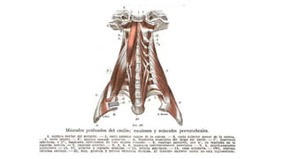 Trauma de Cuello - Anatomía de Cuello - Anatomia de Cuello