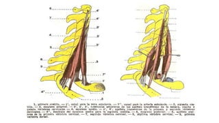 Trauma de Cuello - Anatomía de Cuello - Anatomia de Cuello