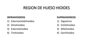 REGION DE HUESO HIOIDES
INFRAHIOIDEOS
1) Esternocleidohioideo
2) Omohioideo
3) Esternotiroideo
4) Tirohioideo
SUPRAHIOIDEOS
1) Digastrico
2) Estilohioideo
3) Milohioideo
4) Genihioideo
 