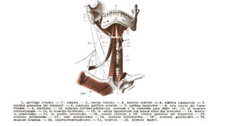 Trauma de Cuello - Anatomía de Cuello - Anatomia de Cuello