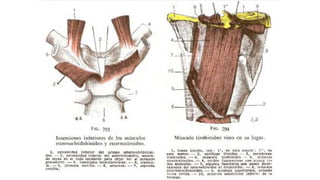 Trauma de Cuello - Anatomía de Cuello - Anatomia de Cuello