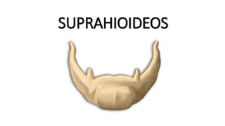 SUPRAHIOIDEOS
 