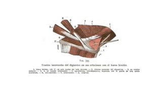 Trauma de Cuello - Anatomía de Cuello - Anatomia de Cuello