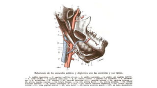 Trauma de Cuello - Anatomía de Cuello - Anatomia de Cuello