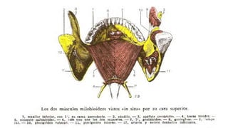 Trauma de Cuello - Anatomía de Cuello - Anatomia de Cuello