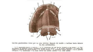 Trauma de Cuello - Anatomía de Cuello - Anatomia de Cuello