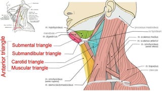 Trauma de Cuello - Anatomía de Cuello - Anatomia de Cuello