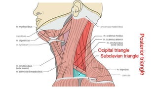 Trauma de Cuello - Anatomía de Cuello - Anatomia de Cuello