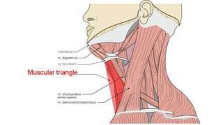Trauma de Cuello - Anatomía de Cuello - Anatomia de Cuello