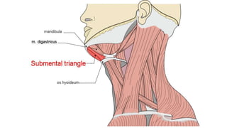 Trauma de Cuello - Anatomía de Cuello - Anatomia de Cuello