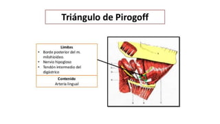 Trauma de Cuello - Anatomía de Cuello - Anatomia de Cuello
